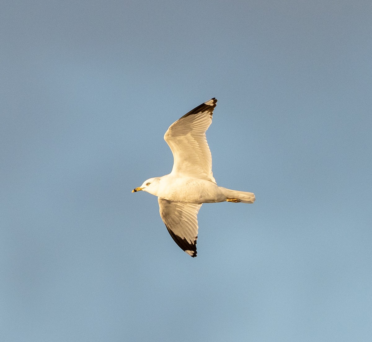 Ring-billed Gull - ML626783204