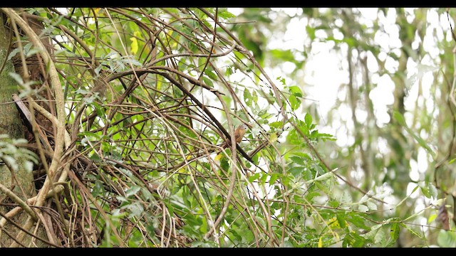 Long-billed Wren - ML626783382