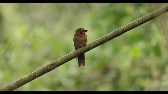 Crescent-chested Puffbird - ML626783605