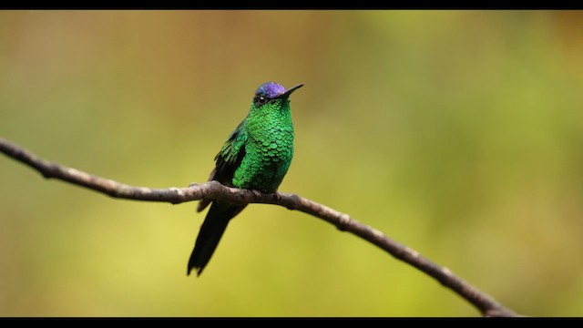 Violet-capped Woodnymph - ML626783826