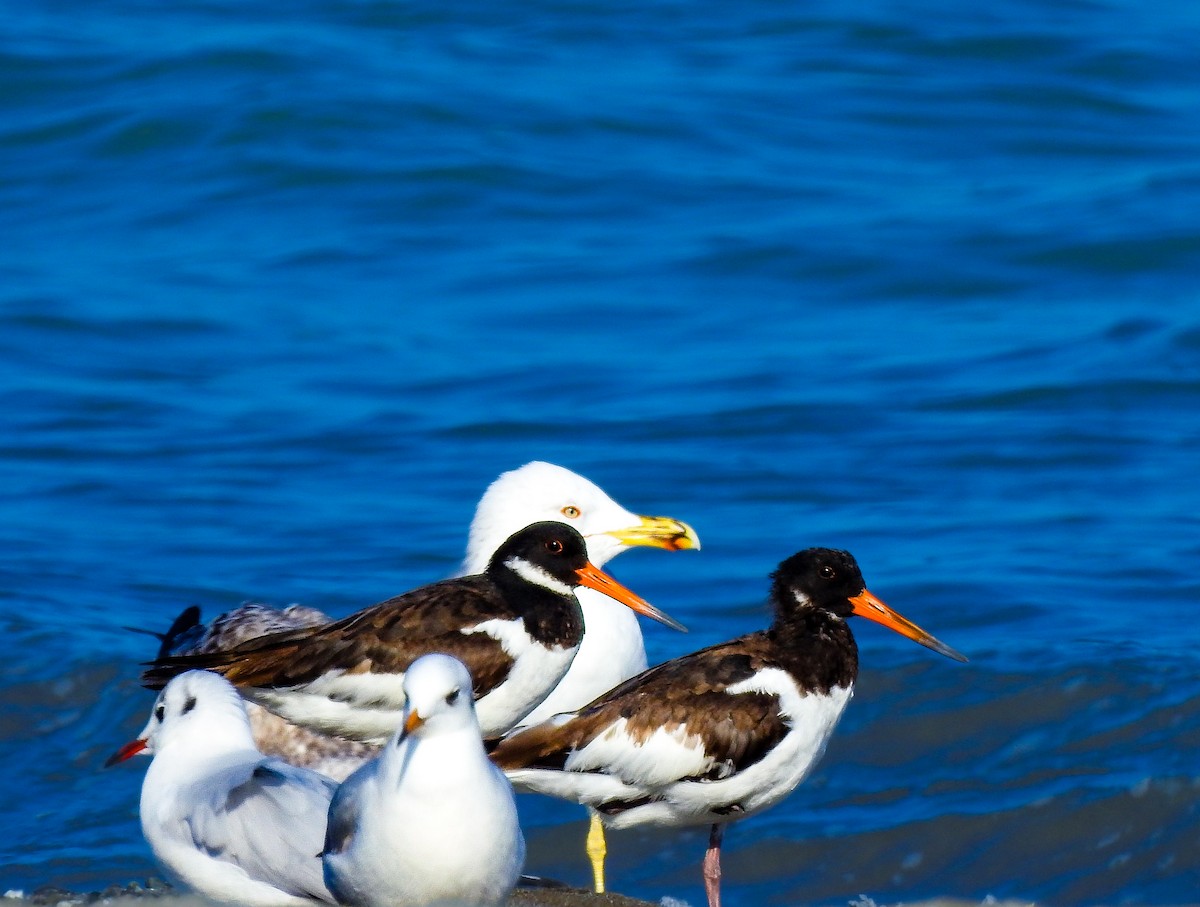 Eurasian Oystercatcher - ML626783892