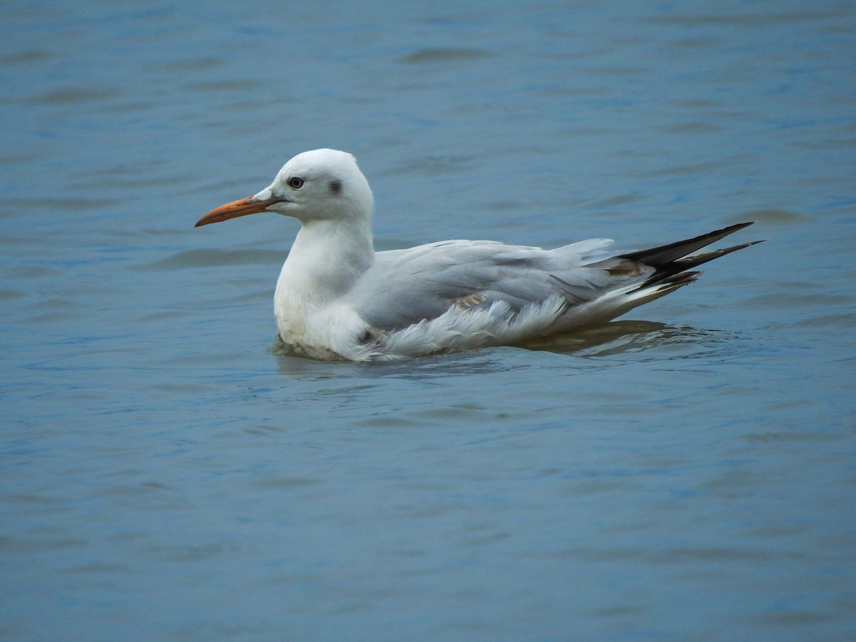 Slender-billed Gull - ML626783957