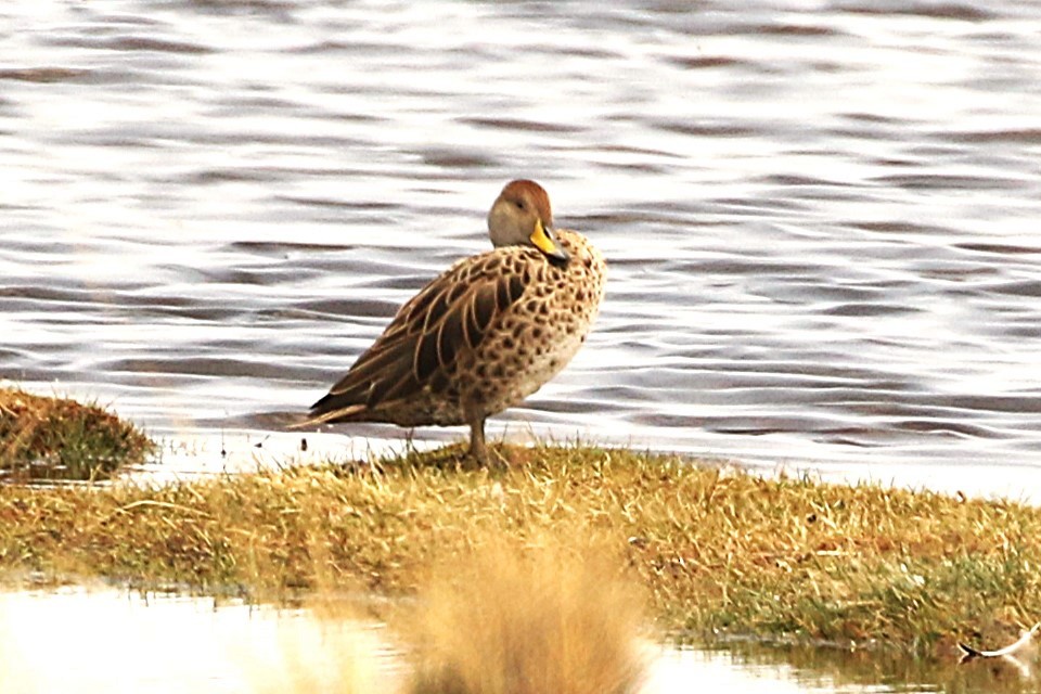 Yellow-billed Pintail - ML626784087