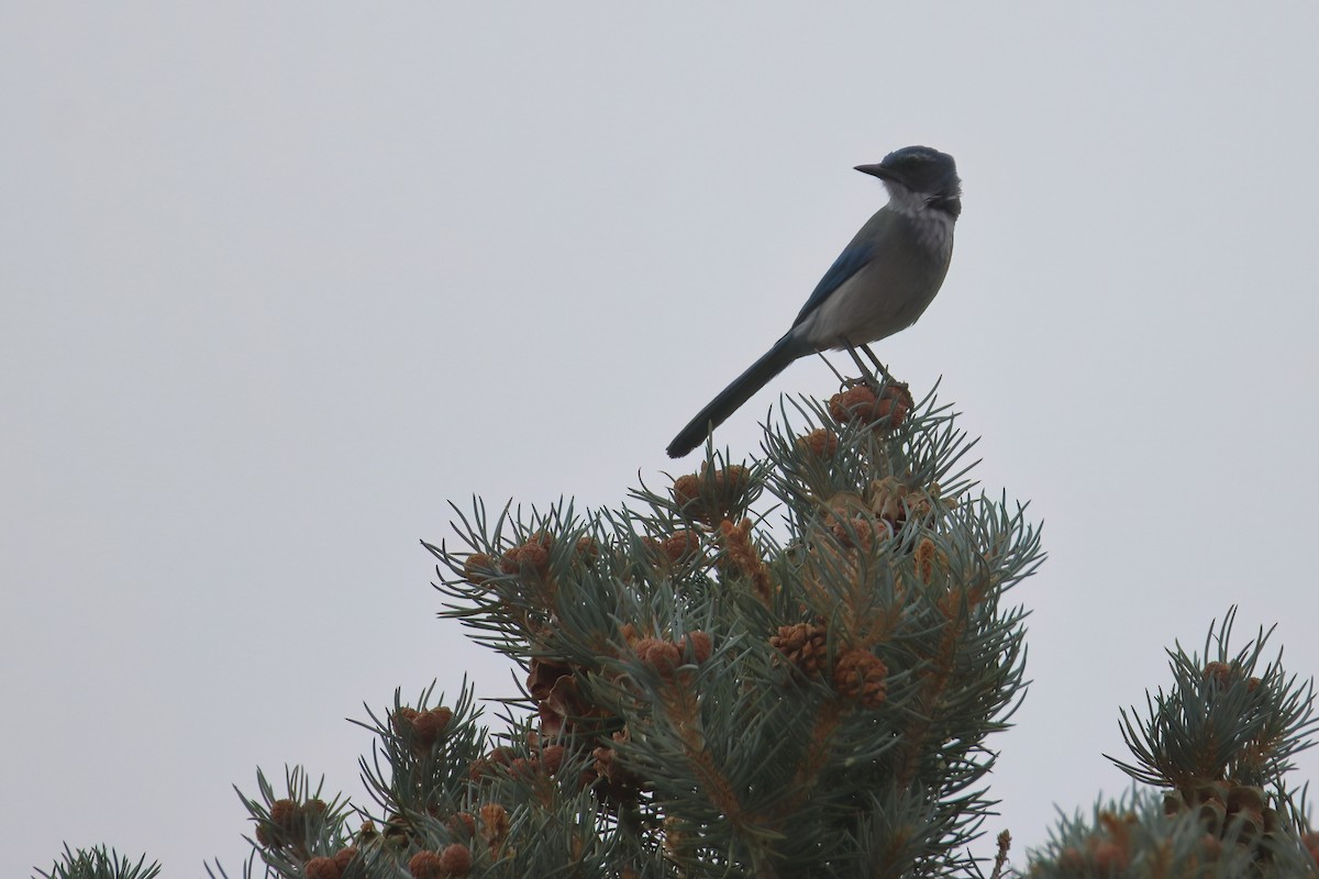 Woodhouse's Scrub-Jay (Woodhouse's) - ML626784124