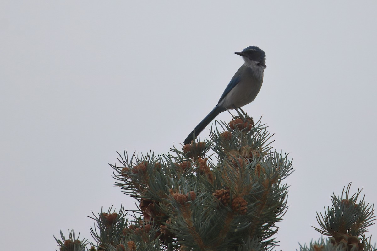 Woodhouse's Scrub-Jay (Woodhouse's) - ML626784125