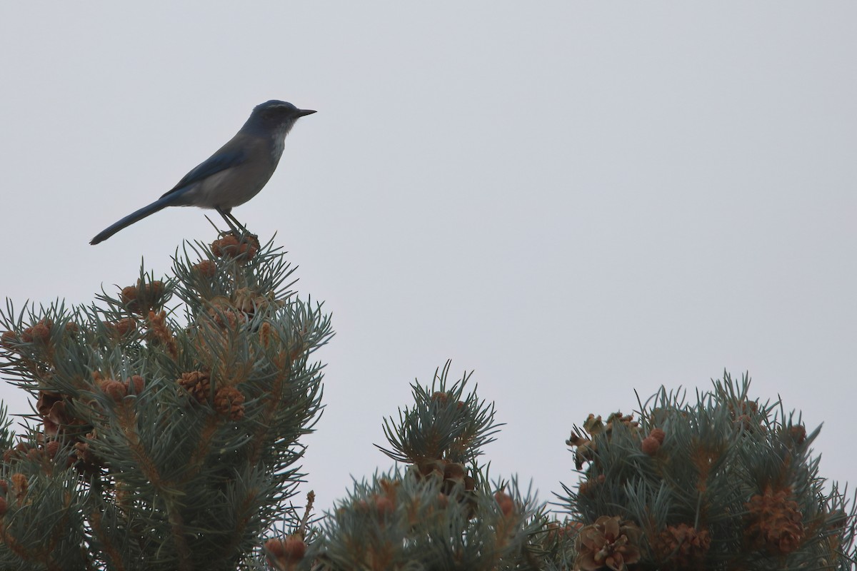 Woodhouse's Scrub-Jay (Woodhouse's) - ML626784126