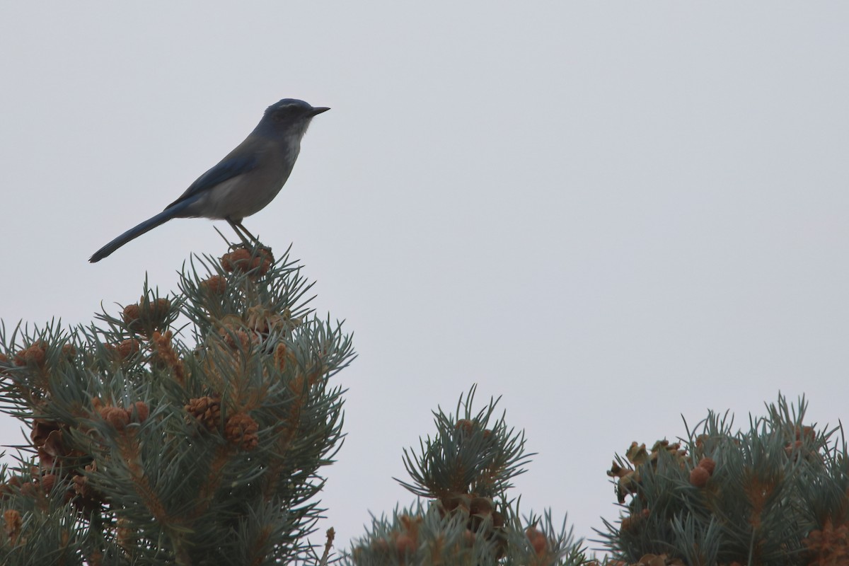 Woodhouse's Scrub-Jay (Woodhouse's) - ML626784127