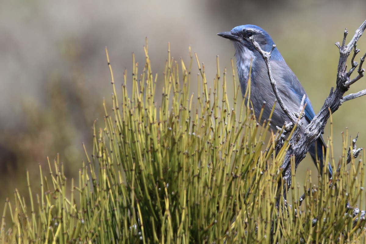 Woodhouse's Scrub-Jay (Woodhouse's) - ML626784128