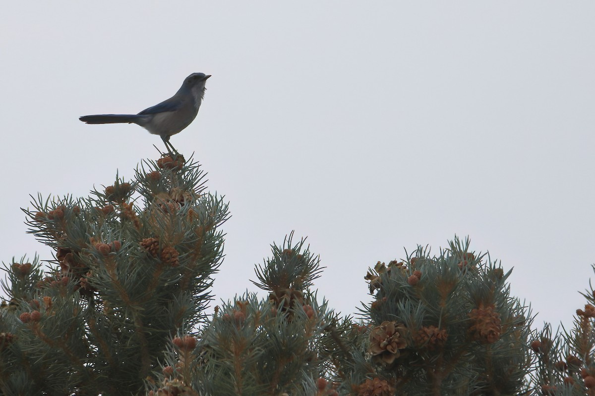 Woodhouse's Scrub-Jay (Woodhouse's) - ML626784129