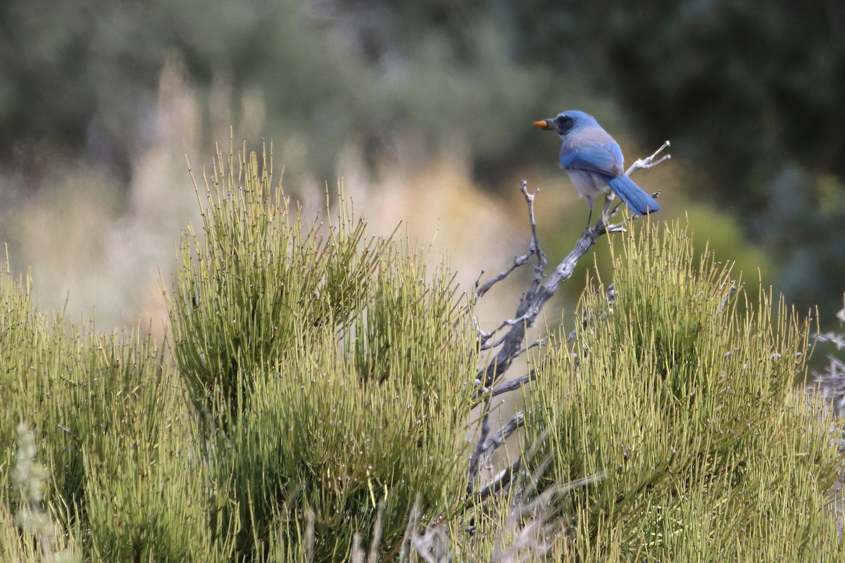 Woodhouse's Scrub-Jay (Woodhouse's) - ML626784131