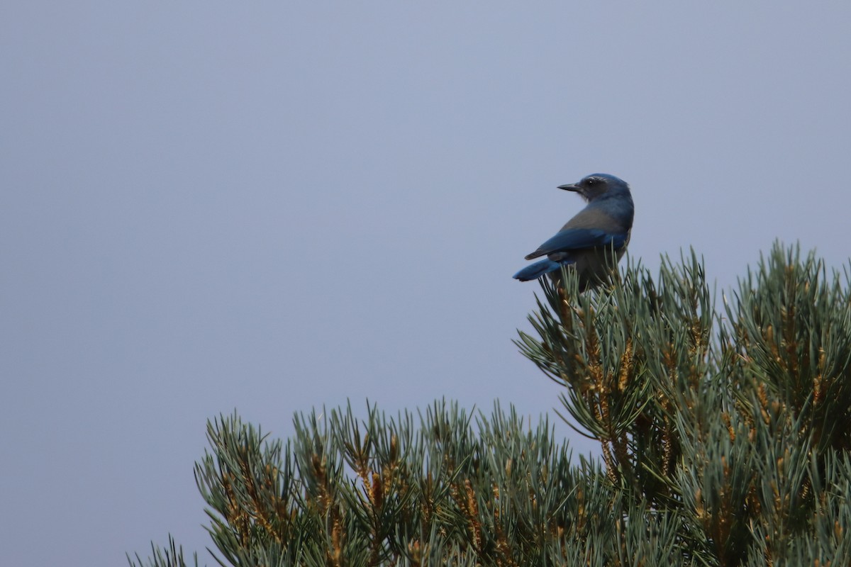 Woodhouse's Scrub-Jay (Woodhouse's) - ML626784133