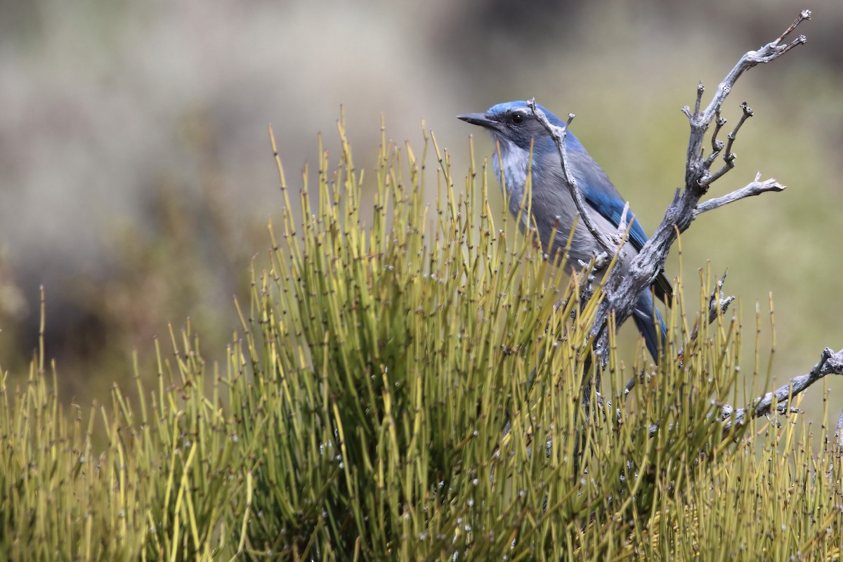 Woodhouse's Scrub-Jay (Woodhouse's) - ML626784134