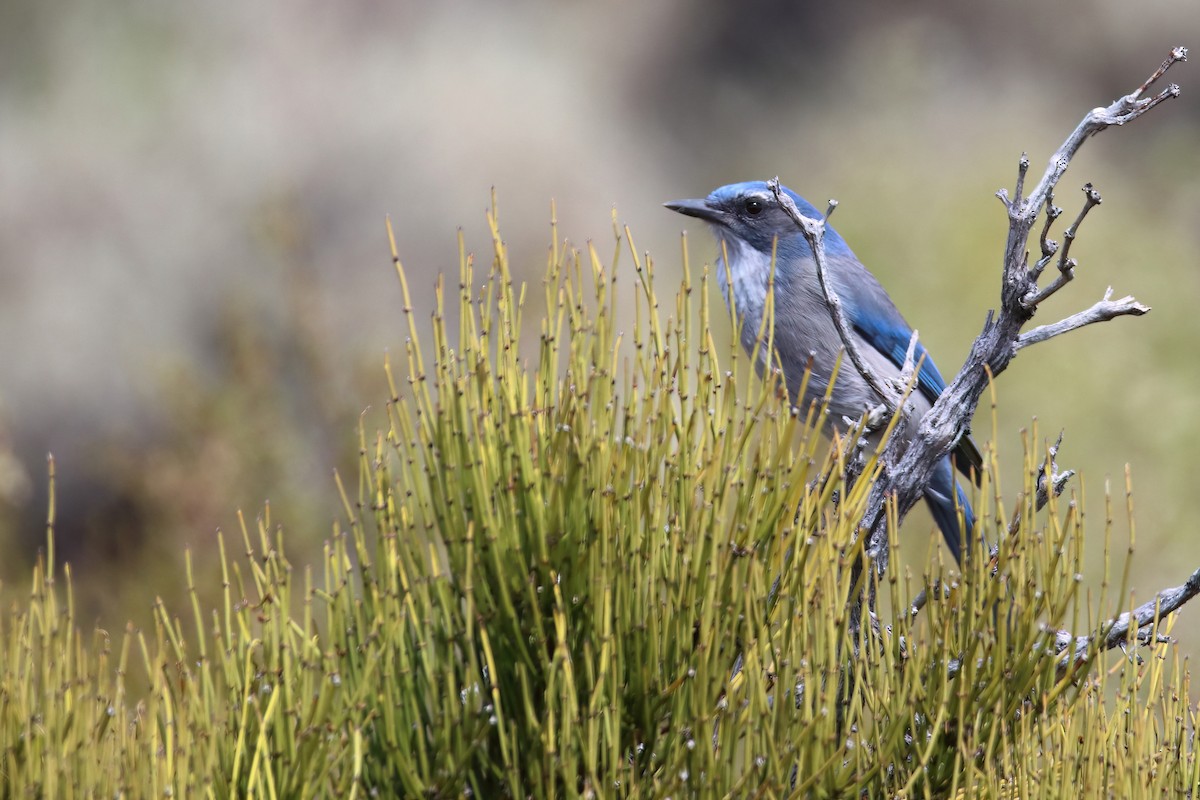 Woodhouse's Scrub-Jay (Woodhouse's) - ML626784135