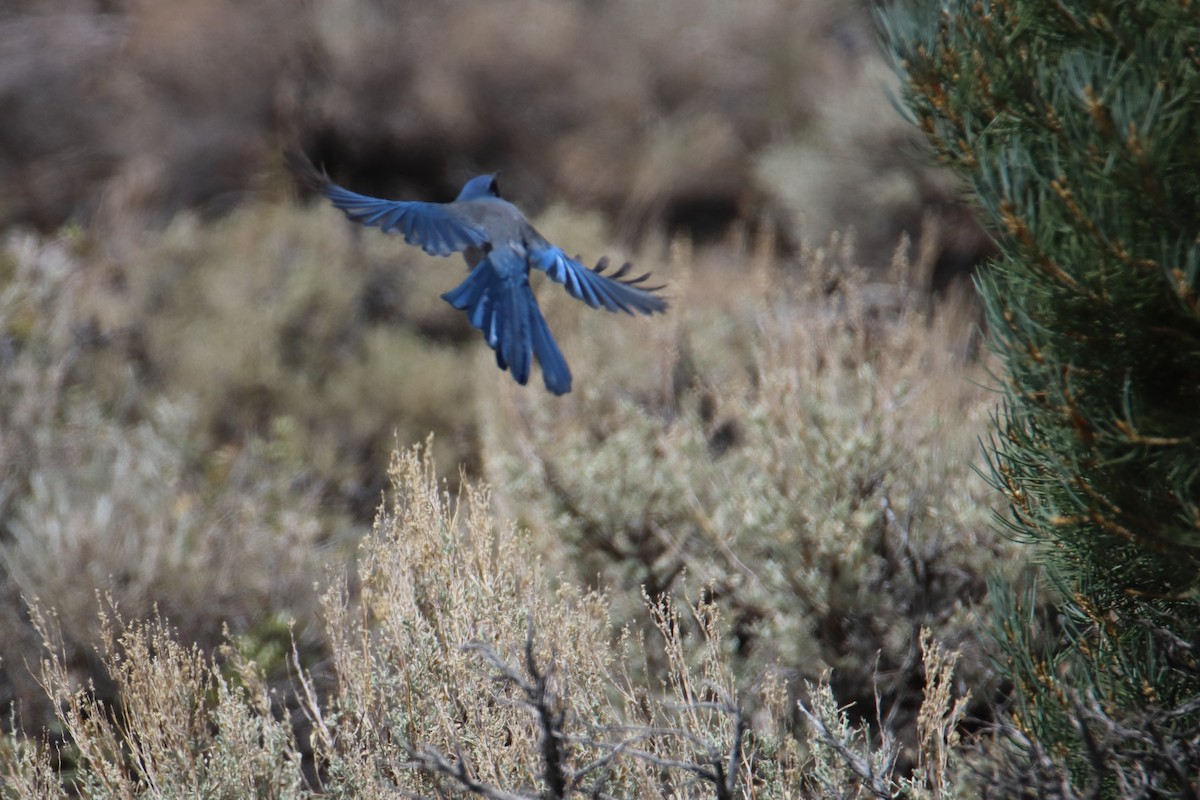 Woodhouse's Scrub-Jay (Woodhouse's) - ML626784136