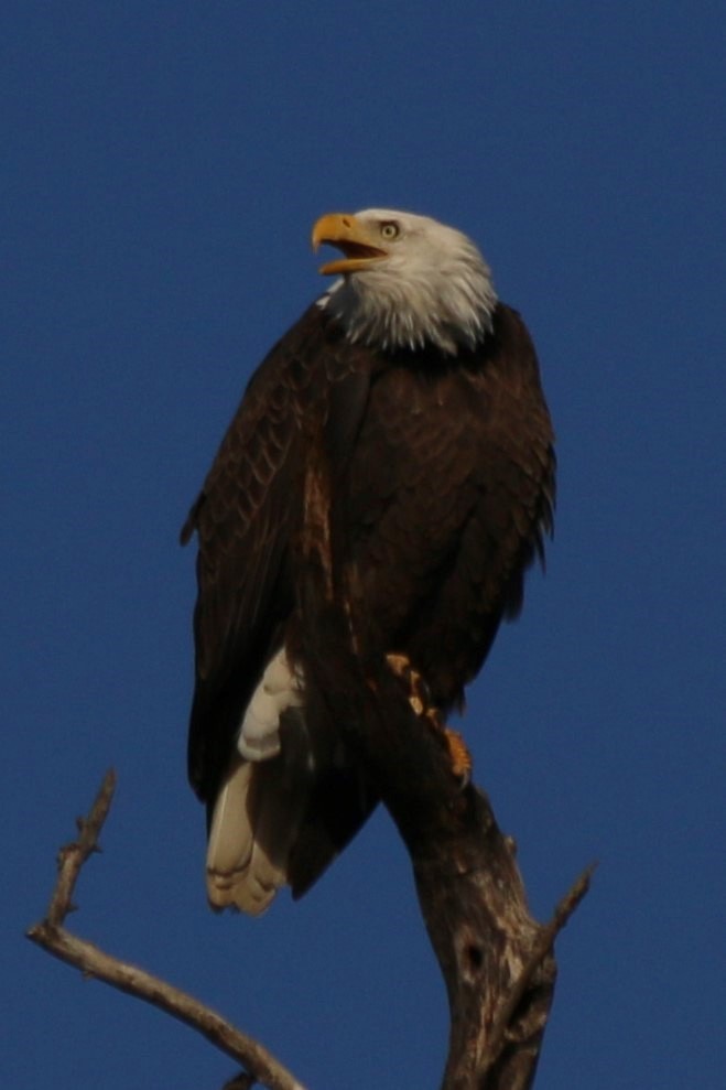 Bald Eagle - ML626784137