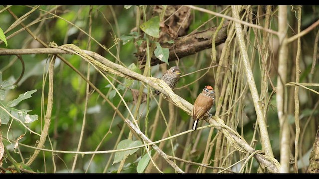 White-barred Piculet - ML626784138