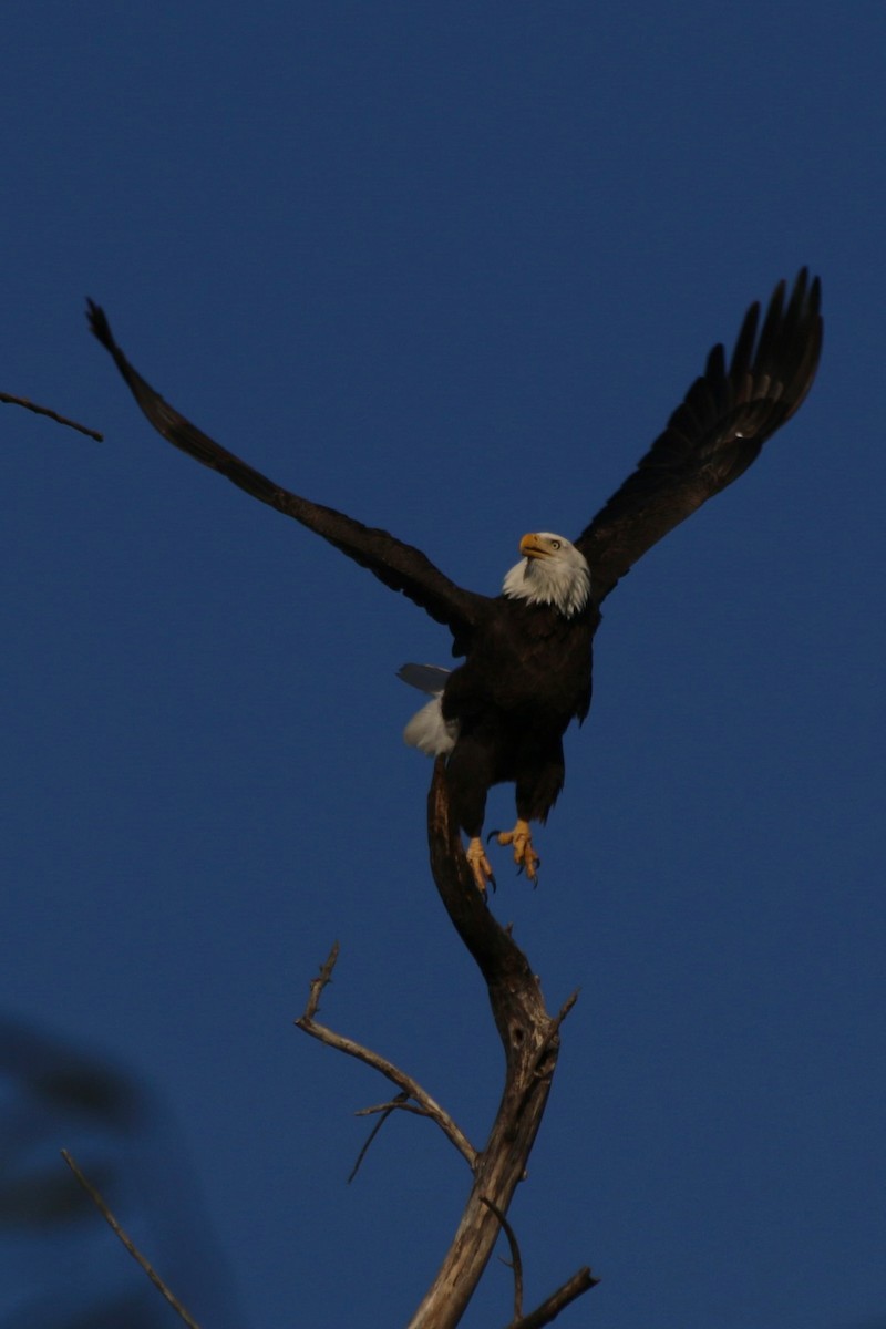 Bald Eagle - ML626784150