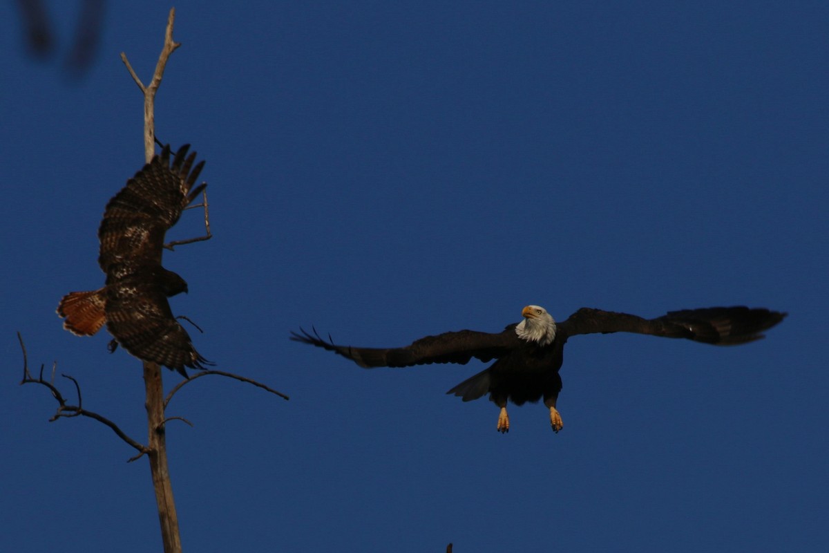 Bald Eagle - ML626784151