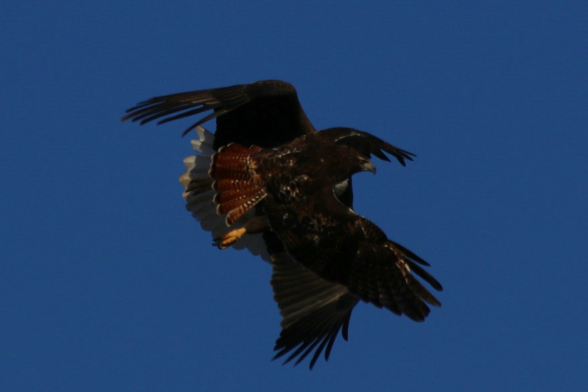 Bald Eagle - ML626784152