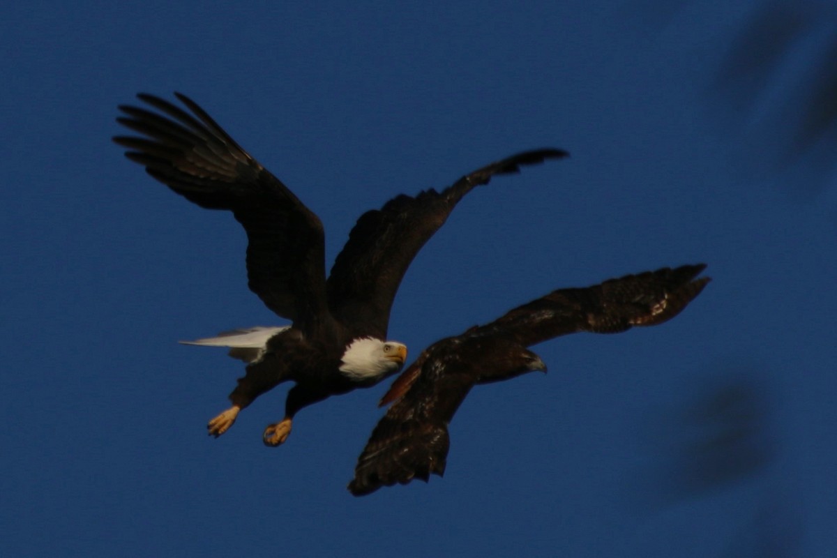Bald Eagle - ML626784153