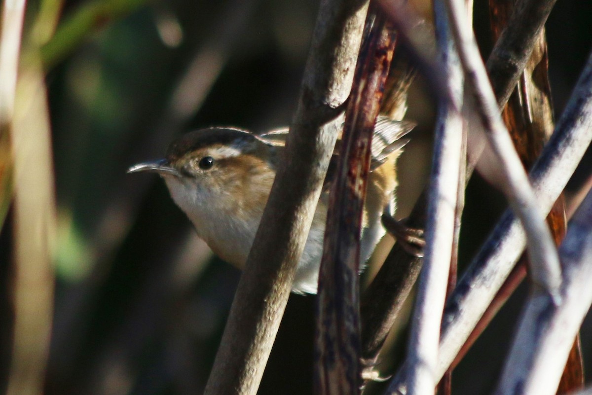 Marsh Wren - ML626784169