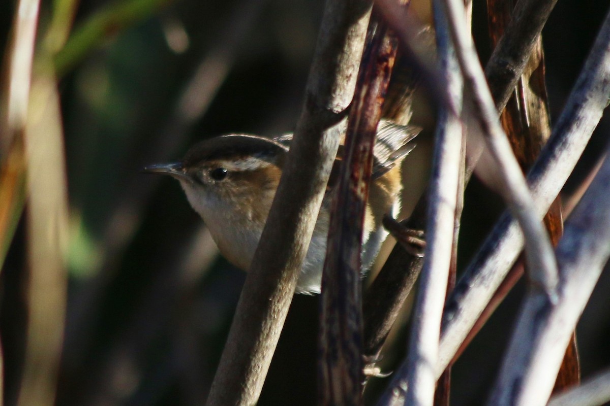 Marsh Wren - ML626784170