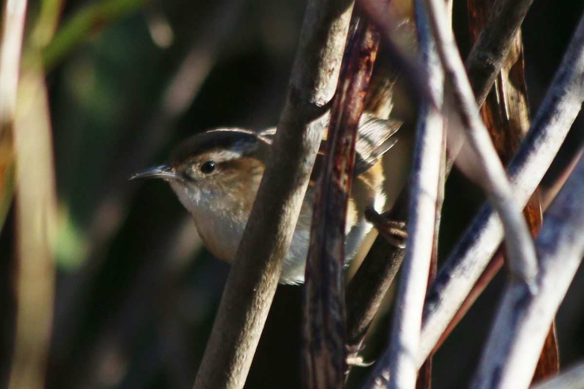 Marsh Wren - ML626784171