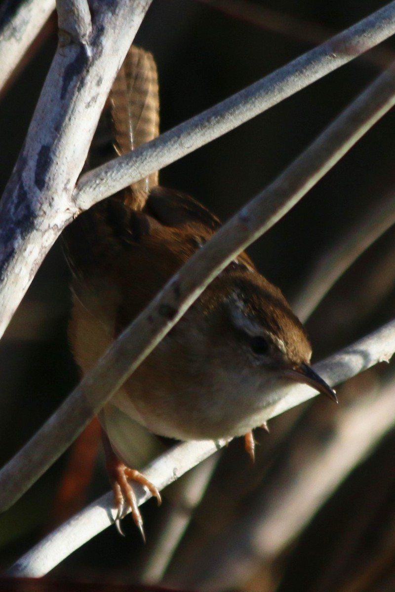 Marsh Wren - ML626784172
