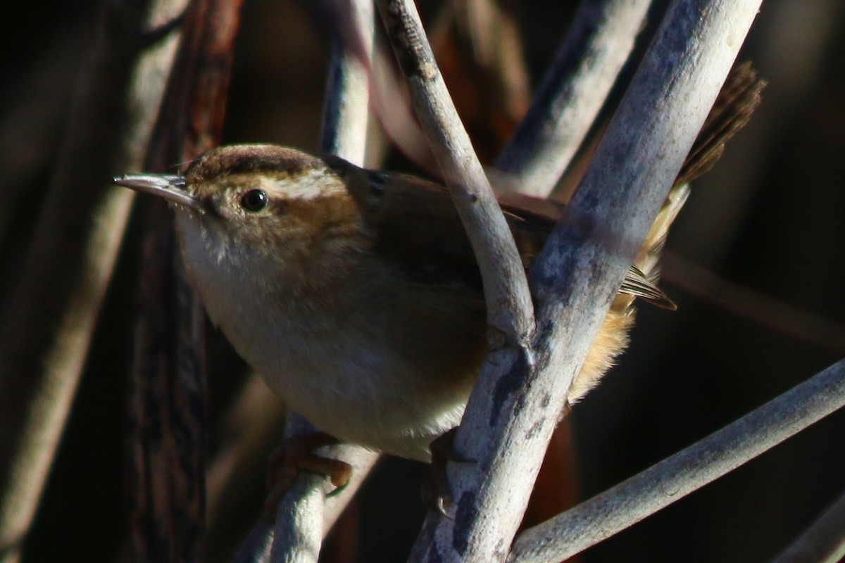 Marsh Wren - ML626784173