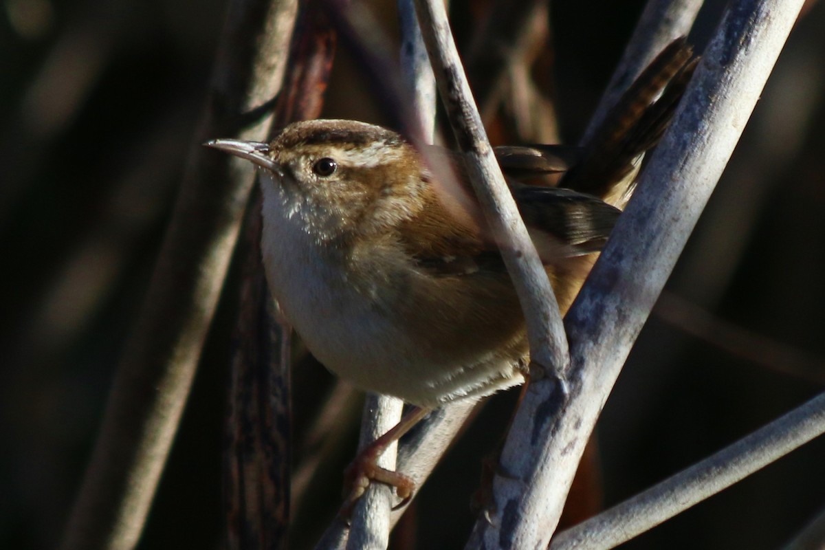 Marsh Wren - ML626784174
