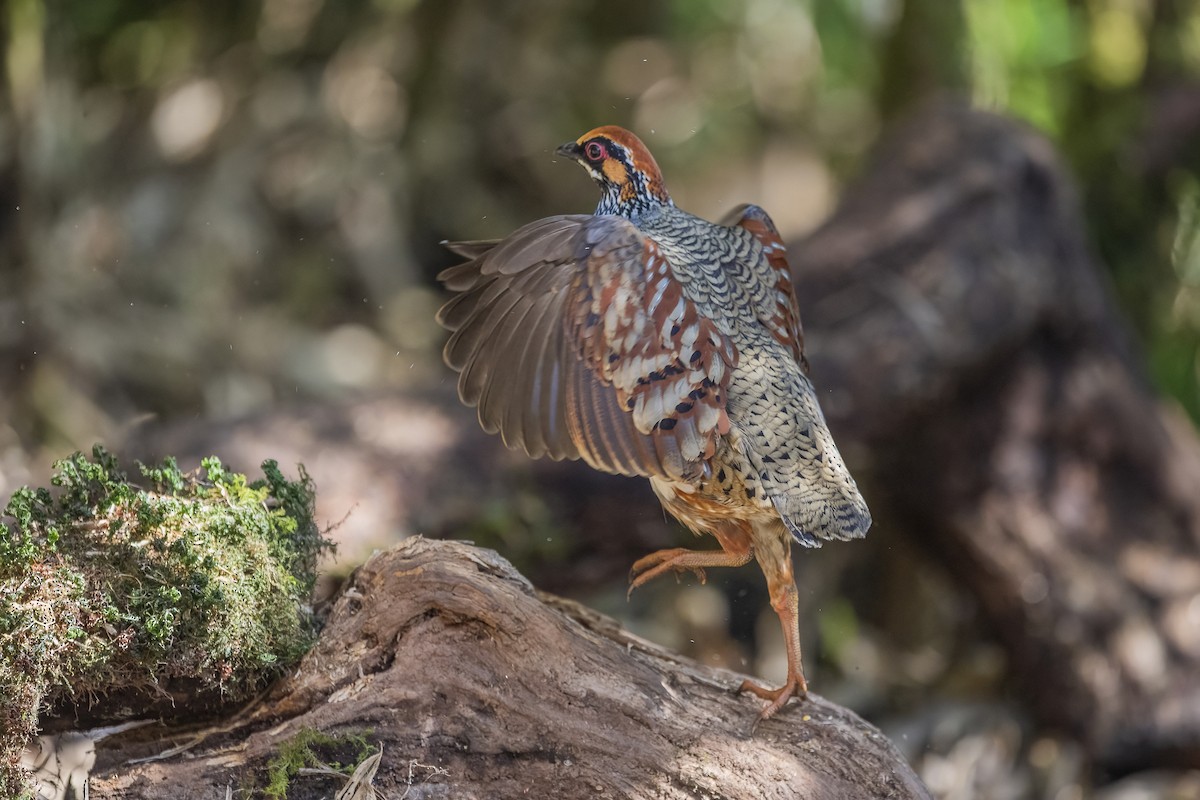 Hill Partridge - ML626784300