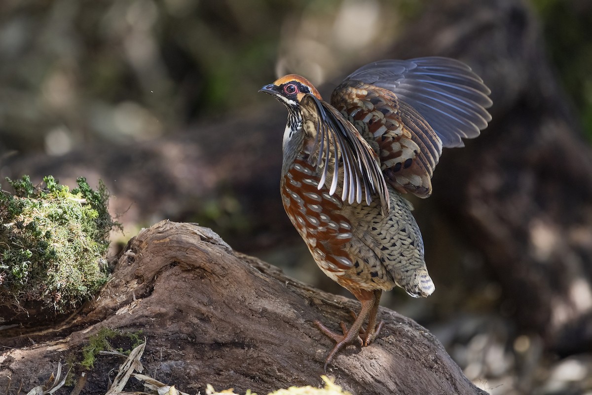 Hill Partridge - ML626784302