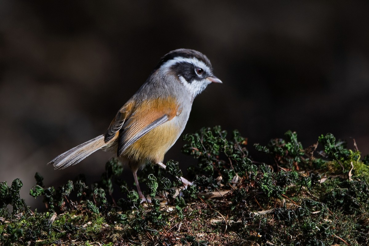 White-browed Fulvetta - ML626784339