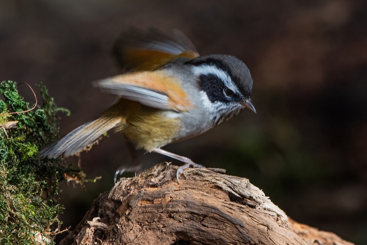 White-browed Fulvetta - ML626784340