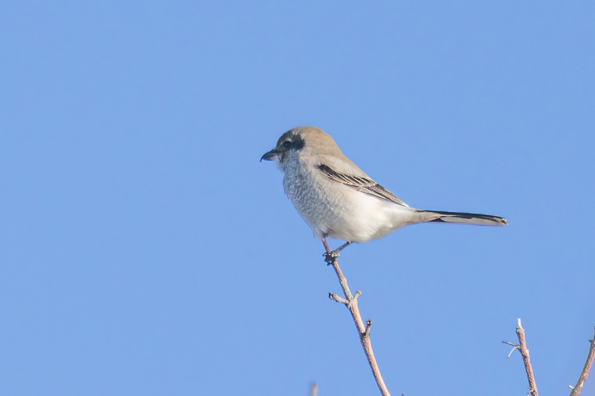 Northern Shrike - ML626784444