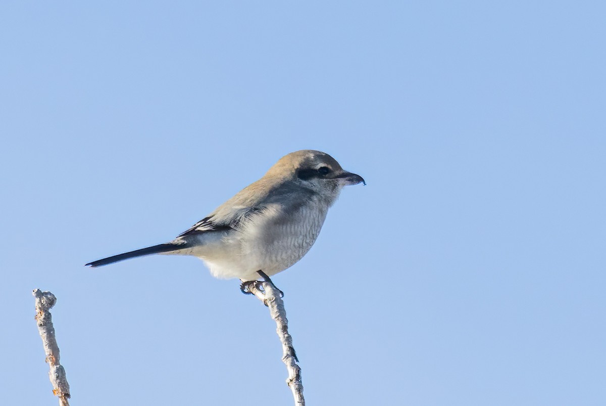 Northern Shrike - ML626784445
