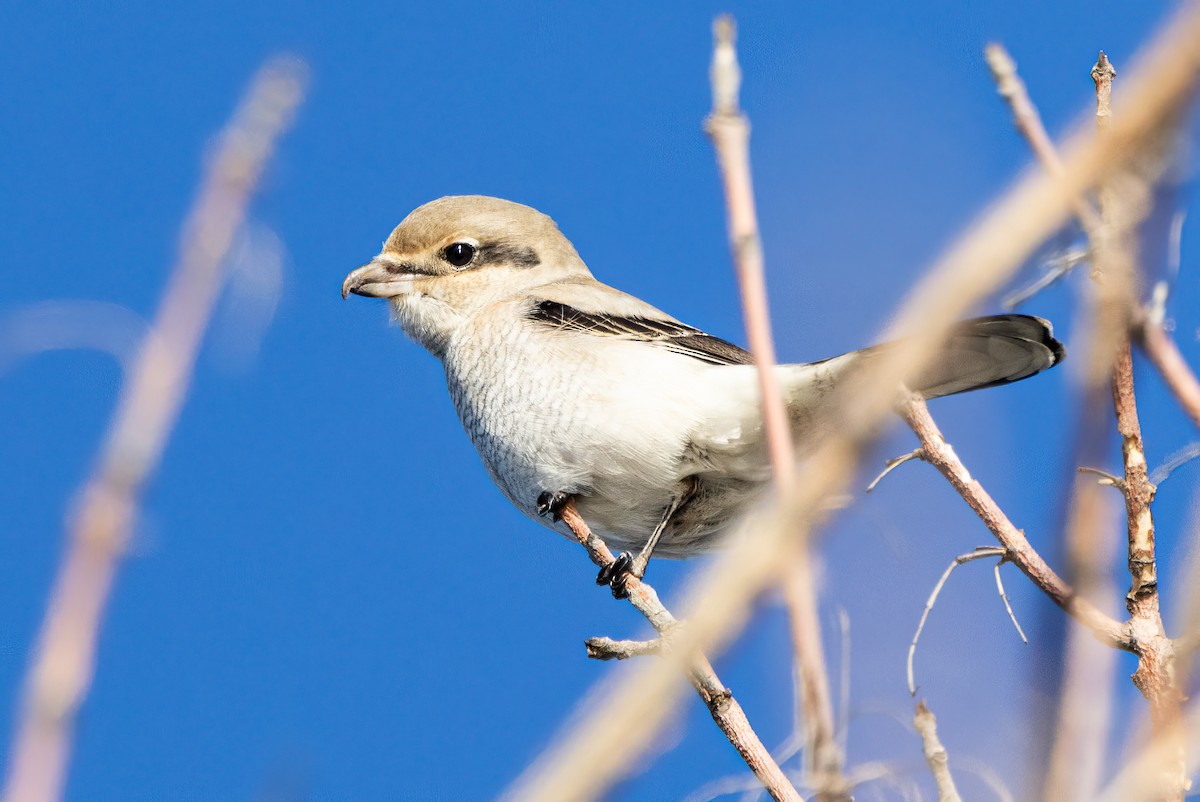 Northern Shrike - ML626784447