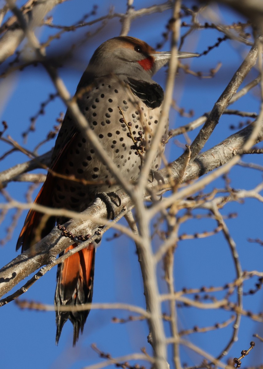 Northern Flicker (Red-shafted) - ML626784462