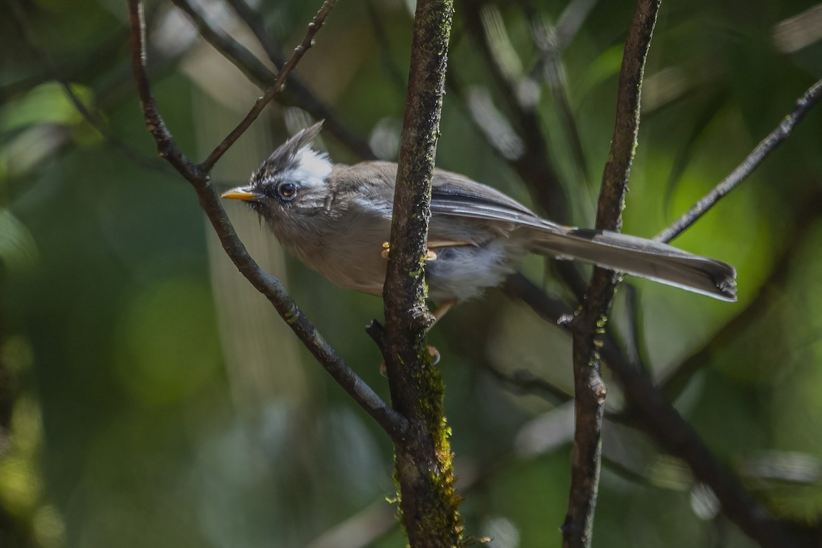 White-collared Yuhina - ML626784472