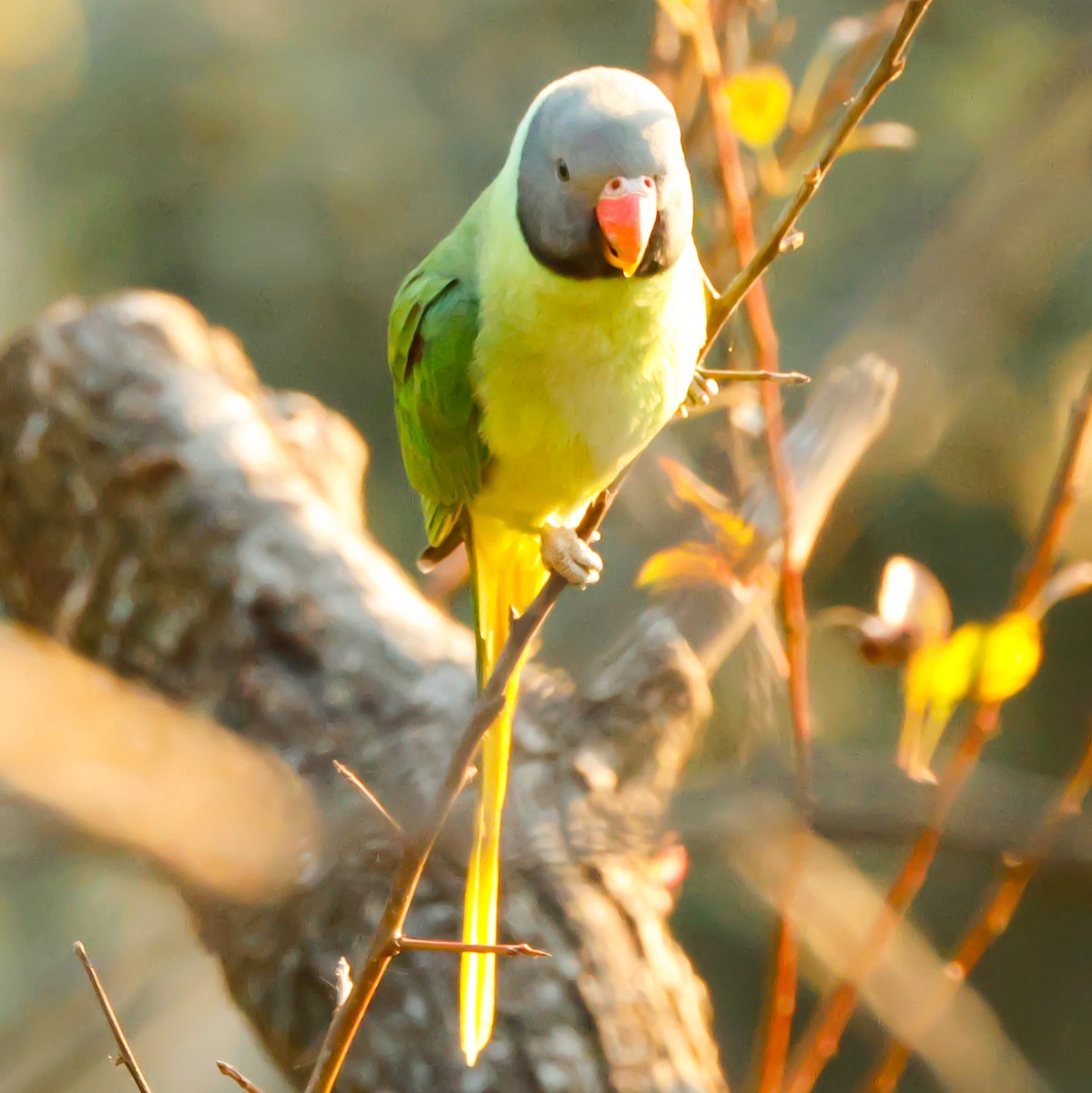 Slaty-headed Parakeet - ML626784489