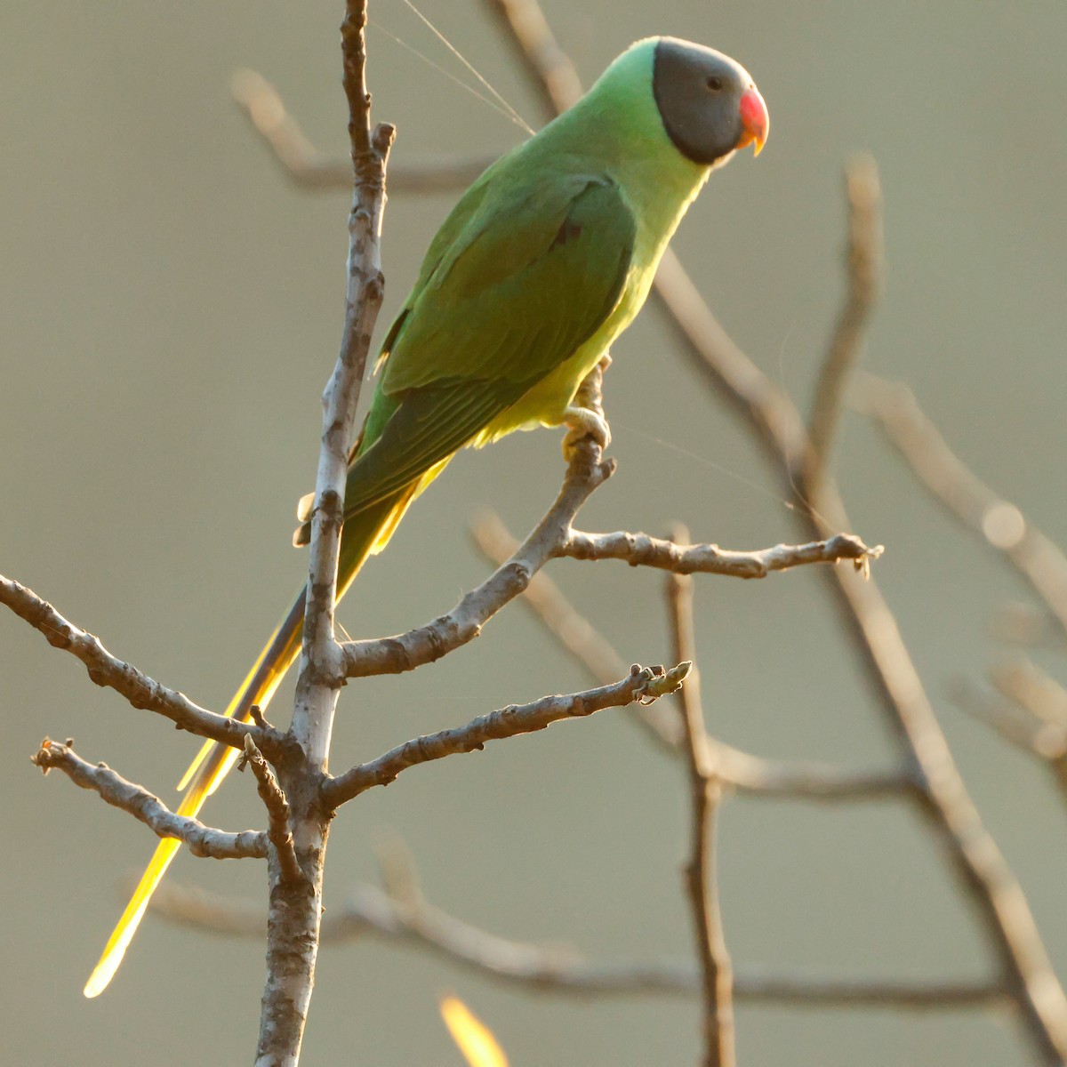 Slaty-headed Parakeet - ML626784490