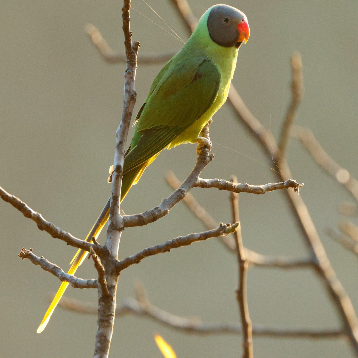 Slaty-headed Parakeet - ML626784491