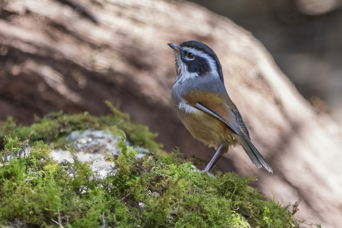 White-browed Fulvetta - ML626784507