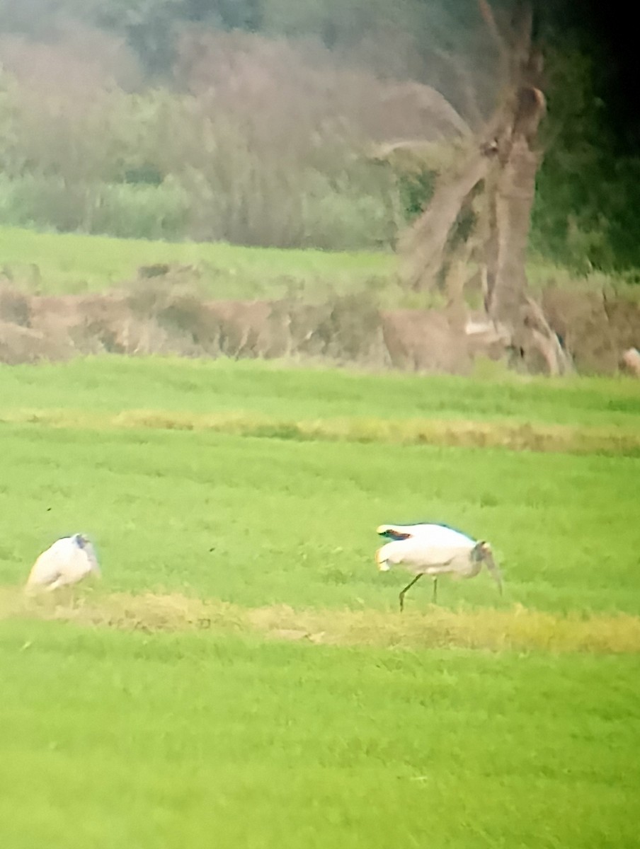 Wood Stork - ML626784509