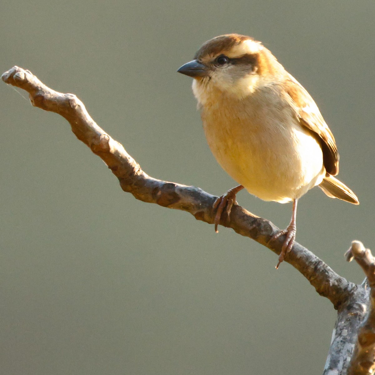 Russet Sparrow - ML626784512