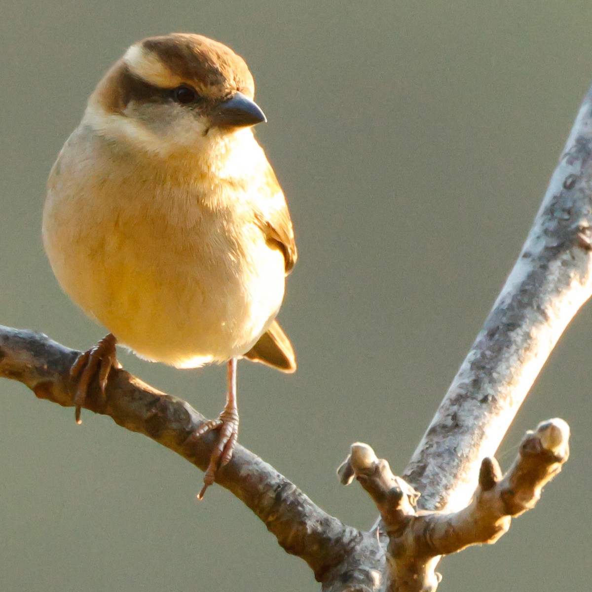 Russet Sparrow - ML626784513