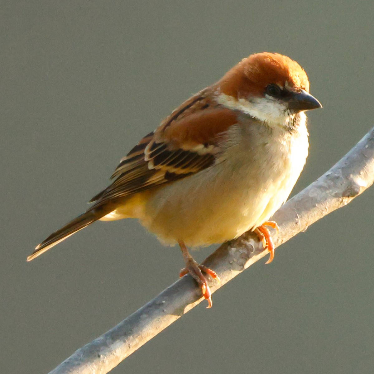 Russet Sparrow - ML626784514