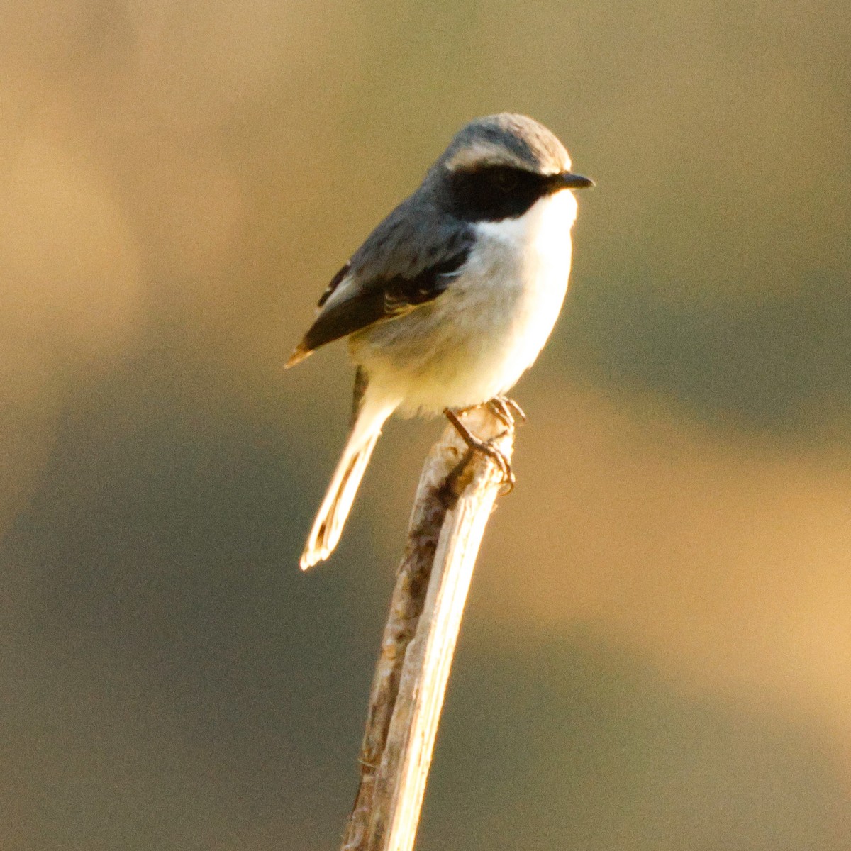 Gray Bushchat - ML626784516