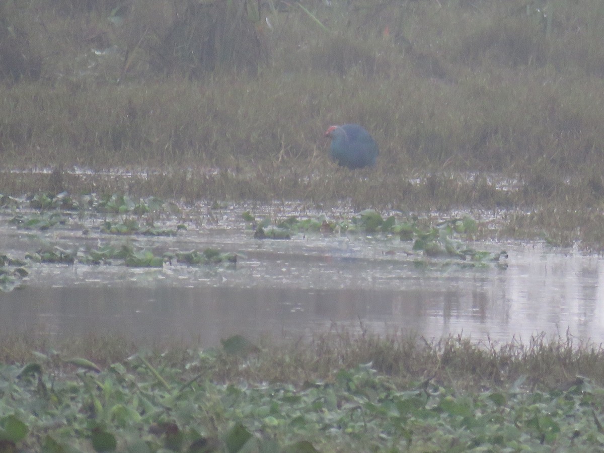 Gray-headed Swamphen - ML626784518