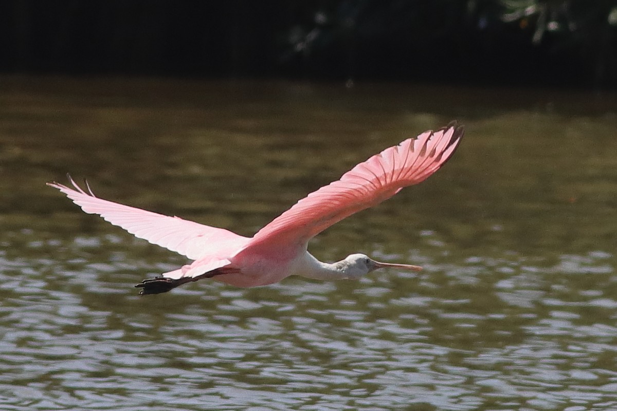 Roseate Spoonbill - ML626784519